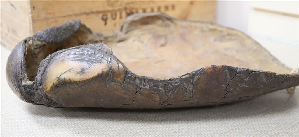 The sole of an elephants foot, 19th century